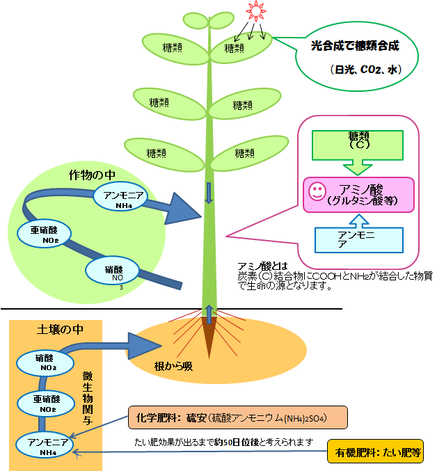 化学肥料と堆肥の働き
